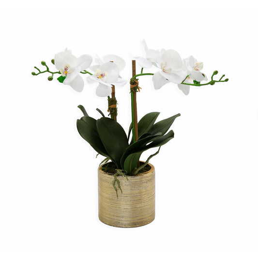 2 Branched White Orchid Plant in Matte Gold Pot - HOUSE OF SHE