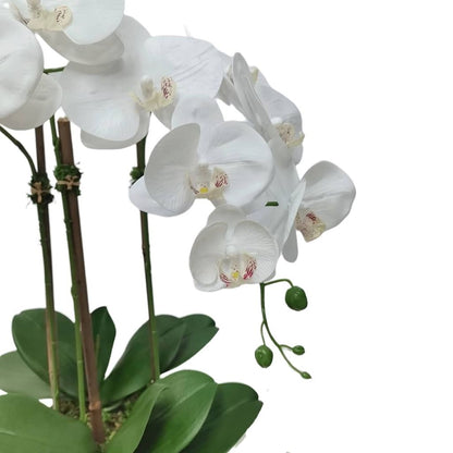 3 Branched White Orchid Plant in Tall Gold Pot - HOUSE OF SHE