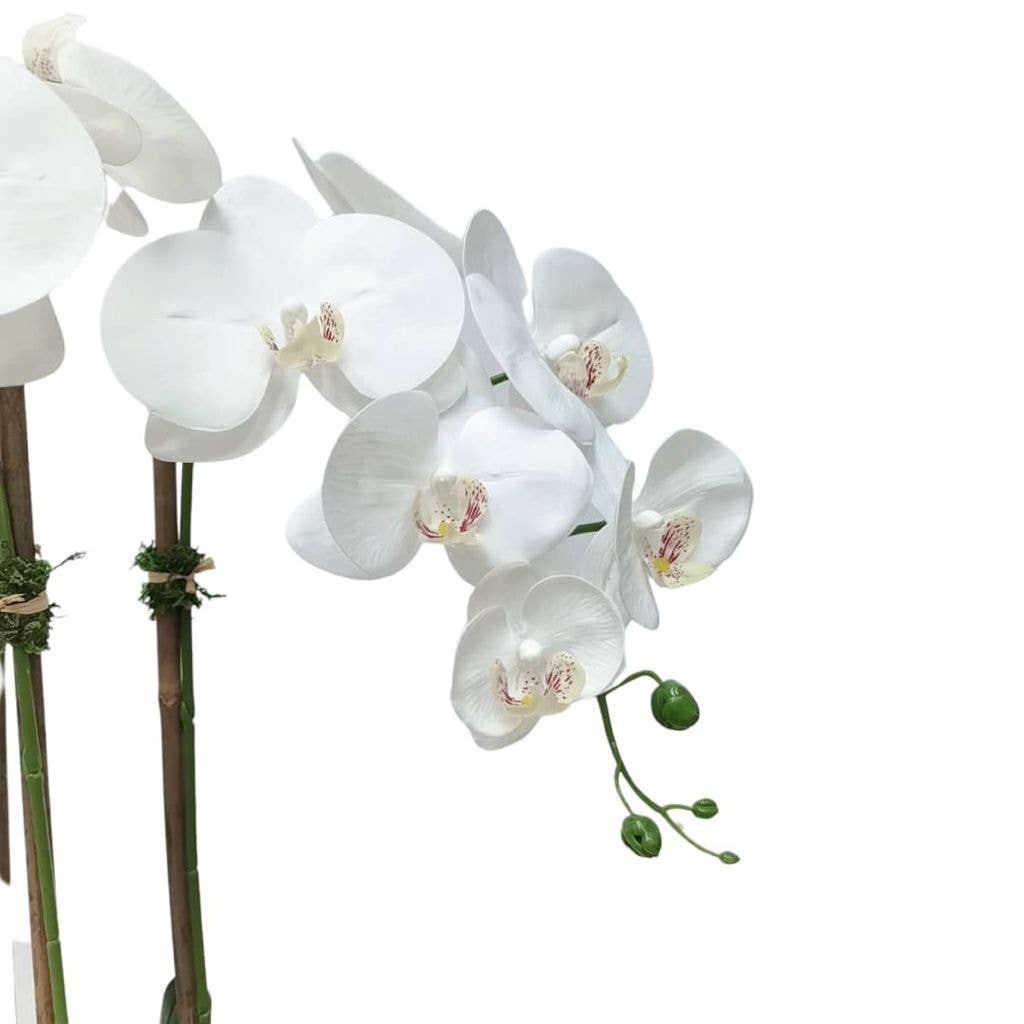 5 Branched White Orchid Plant in Shallow Gold Pot - HOUSE OF SHE