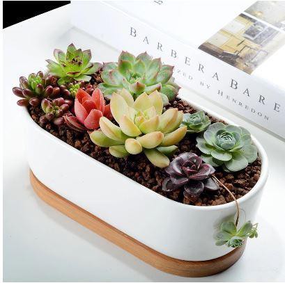 Succulent Planter -Elongated - HOUSE OF SHE