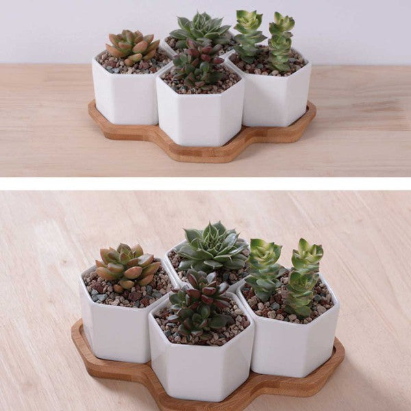 Beehive Planter - HOUSE OF SHE