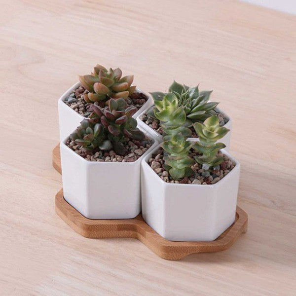 Beehive Planter - HOUSE OF SHE