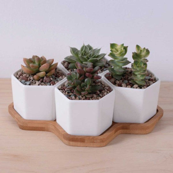 Beehive Planter - HOUSE OF SHE