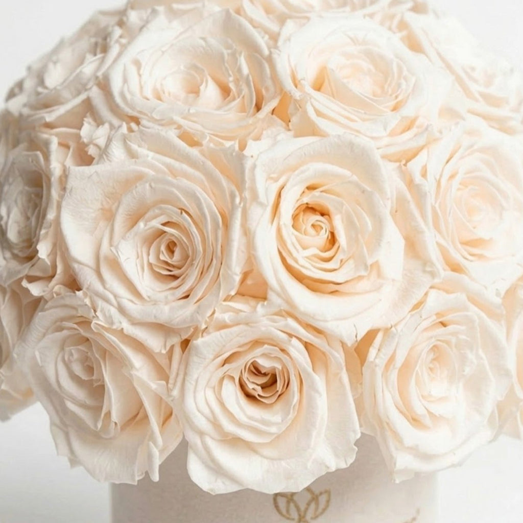 Basic Beige Suede Superdome Box | White Roses - HOUSE OF SHE