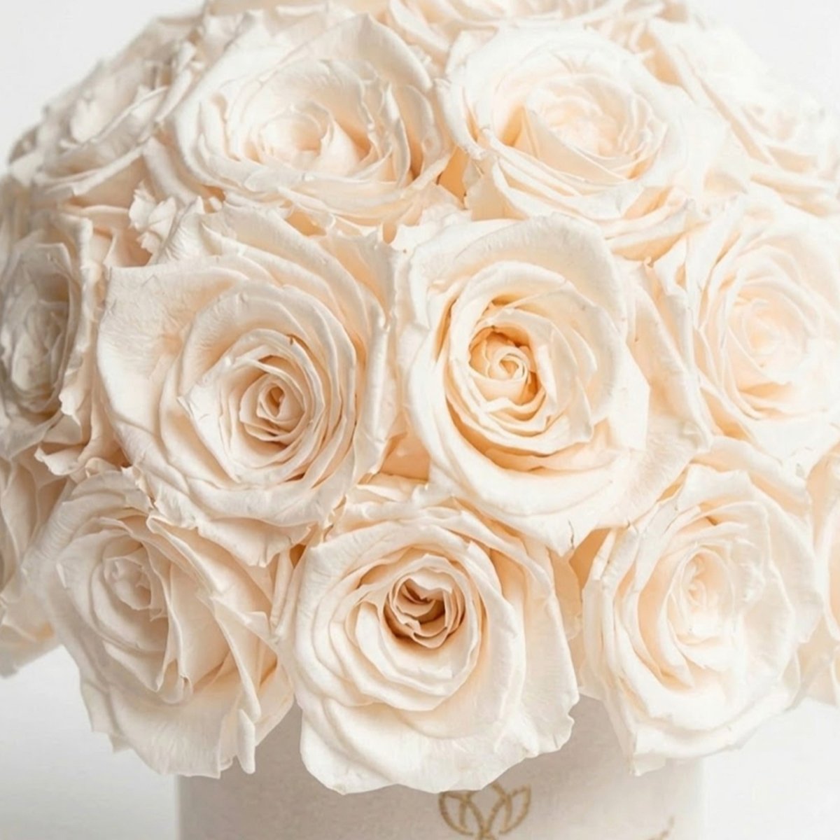 Basic Beige Suede Superdome Box | White Roses - HOUSE OF SHE