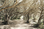Charming Mallorca - HOUSE OF SHE