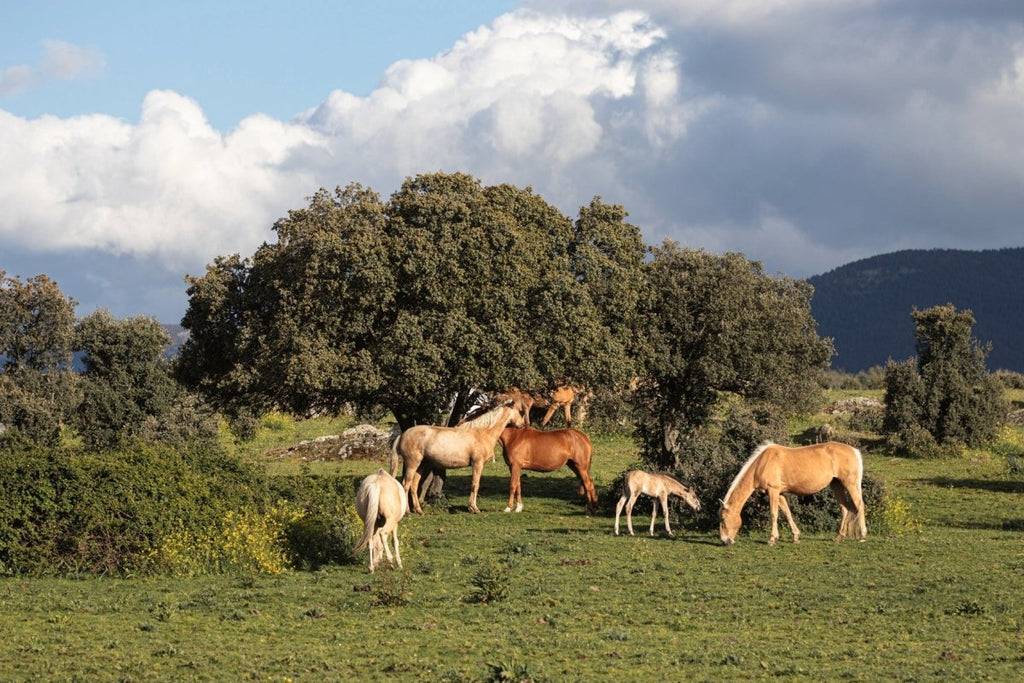 Equestrian - The Ultimate Book - HOUSE OF SHE