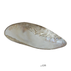 Mother-of-Pearl Shell Jewelry Tray – Luxury Vanity & Display Dish - HOUSE OF SHE