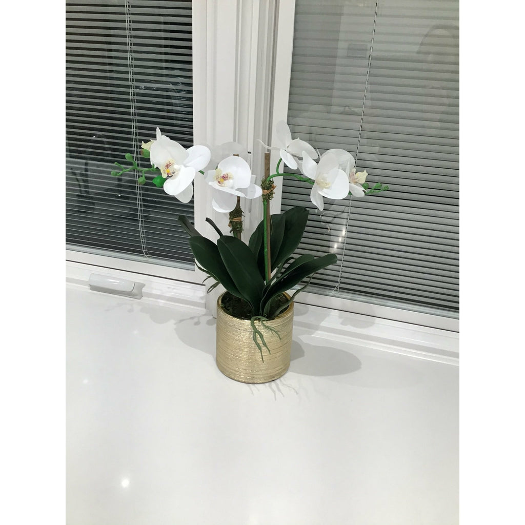 2 Branched White Orchid Plant in Matte Gold Pot - HOUSE OF SHE