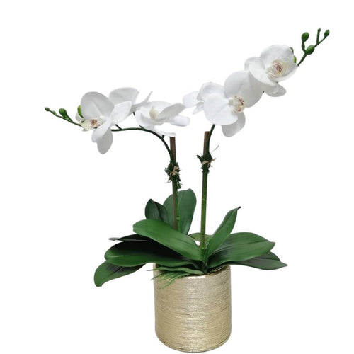 2 Branched White Orchid Plant in Matte Gold Pot - HOUSE OF SHE
