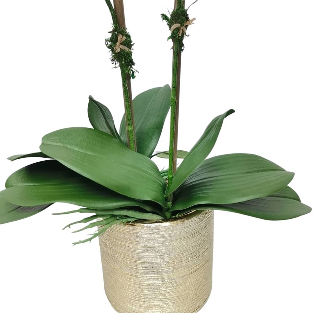 2 Branched White Orchid Plant in Matte Gold Pot - HOUSE OF SHE