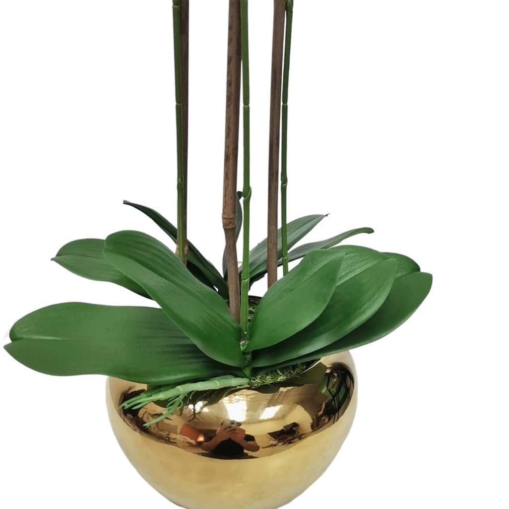 3 Branched White Orchid Plant in Gold Glossy Pot - HOUSE OF SHE