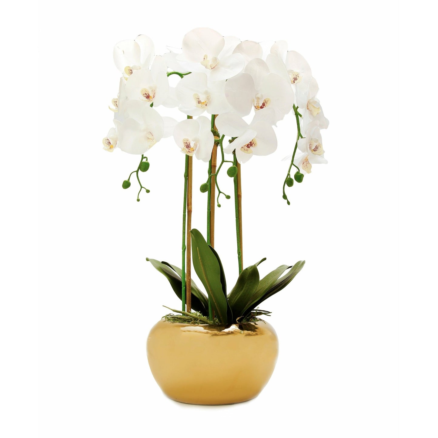 3 Branched White Orchid Plant in Gold Glossy Pot - HOUSE OF SHE