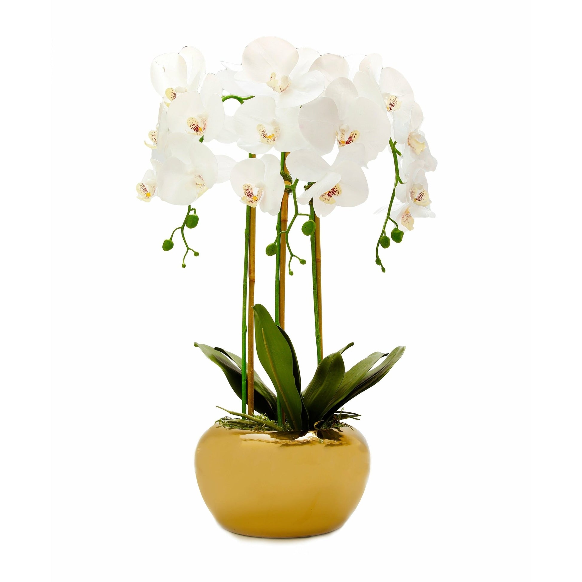 3 Branched White Orchid Plant in Gold Glossy Pot - HOUSE OF SHE