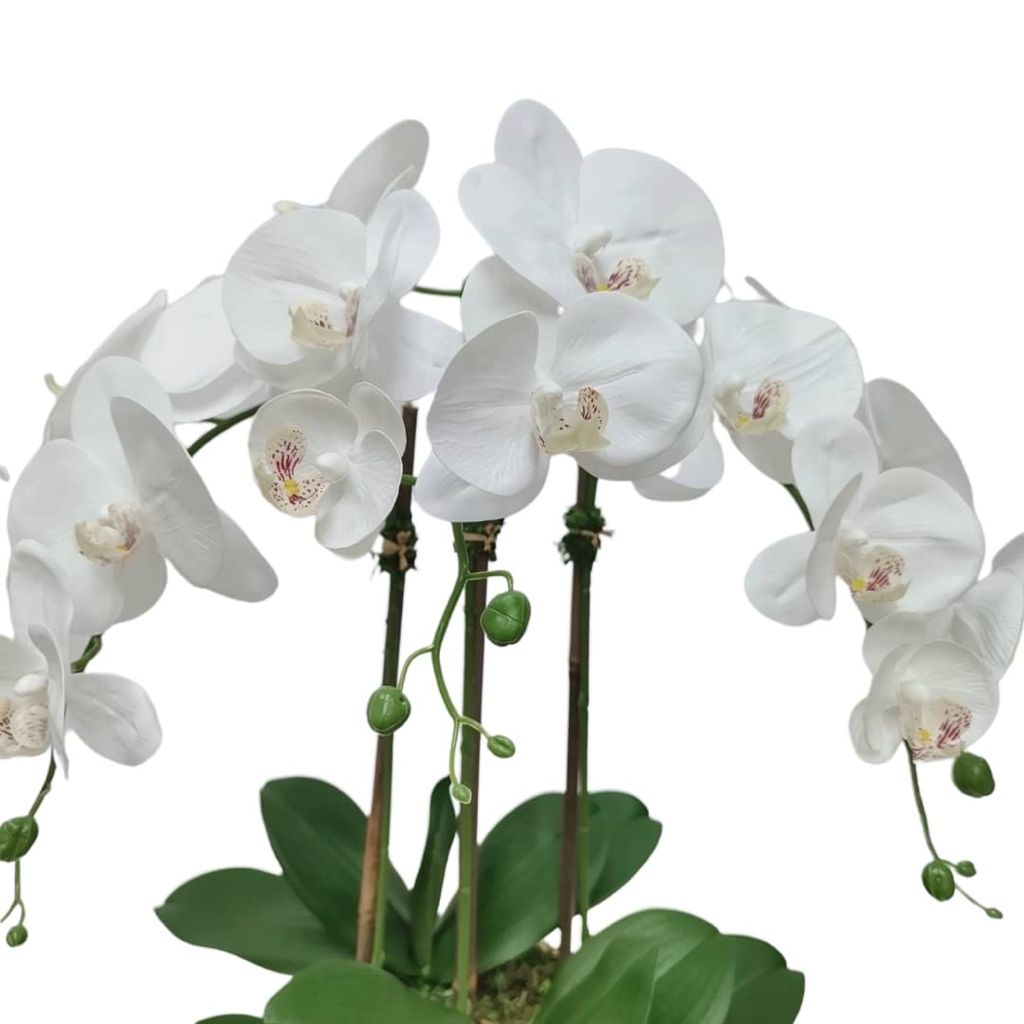 3 Branched White Orchid Plant in Tall Gold Pot - HOUSE OF SHE