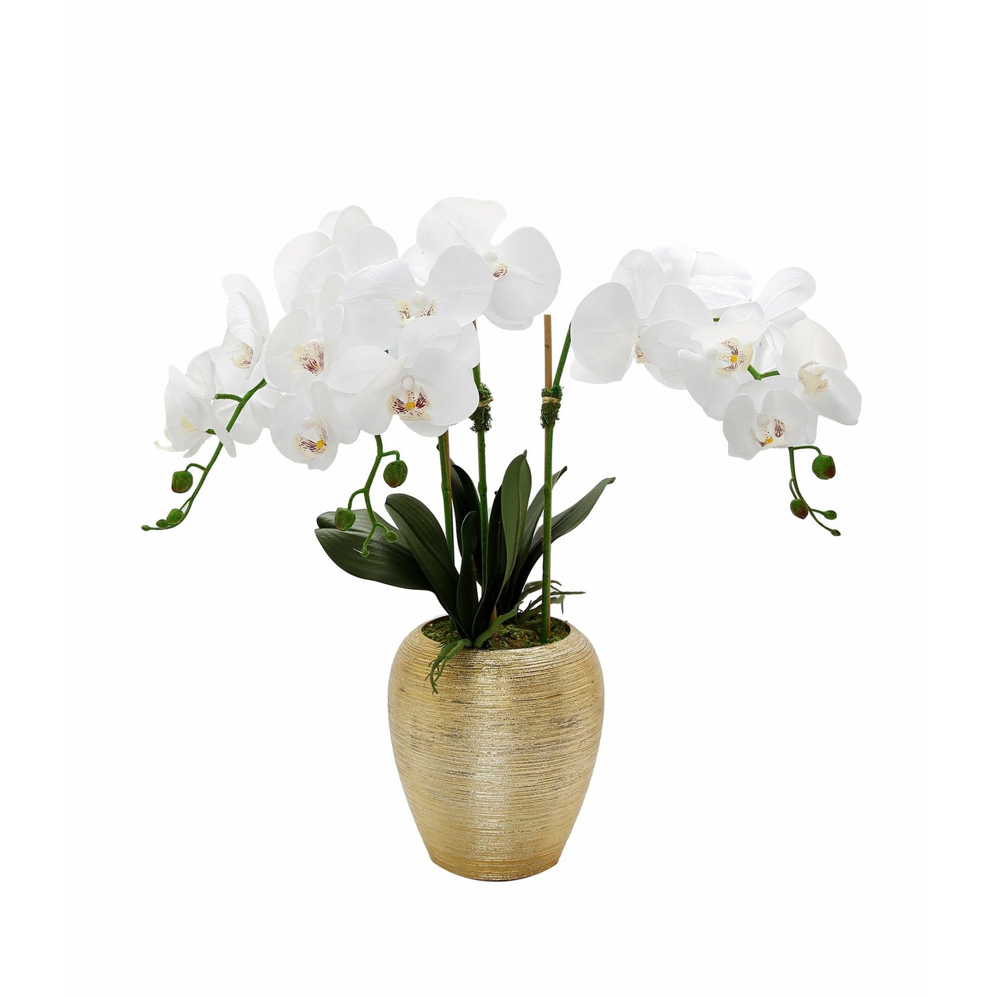 3 Branched White Orchid Plant in Tall Gold Pot - HOUSE OF SHE