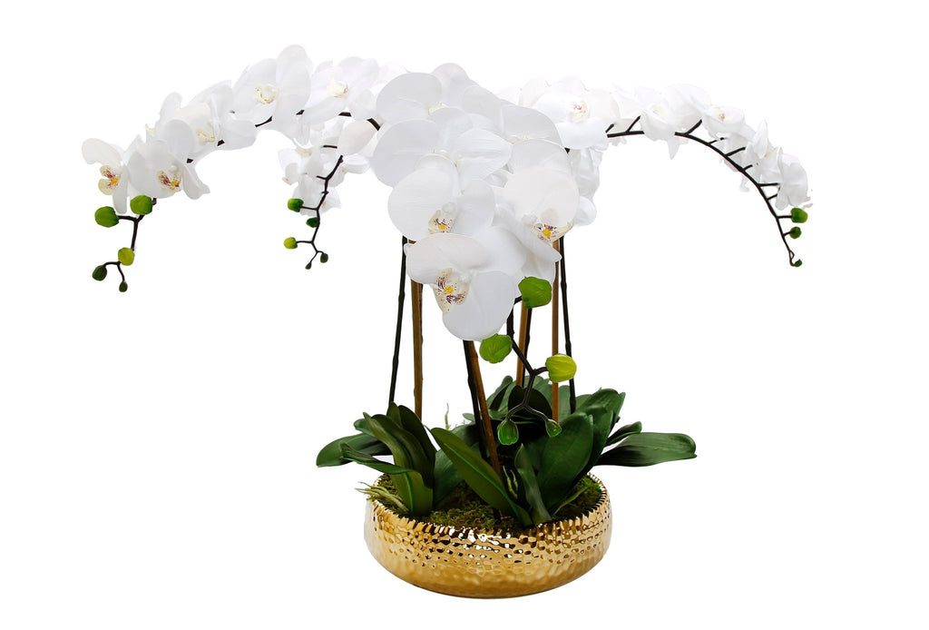 5 Branched White Orchid Plant in Shallow Gold Pot - HOUSE OF SHE