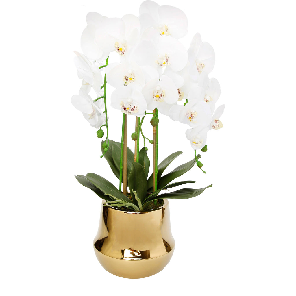 White Orchid Plant in Round Shiny Gold Vase - HOUSE OF SHE