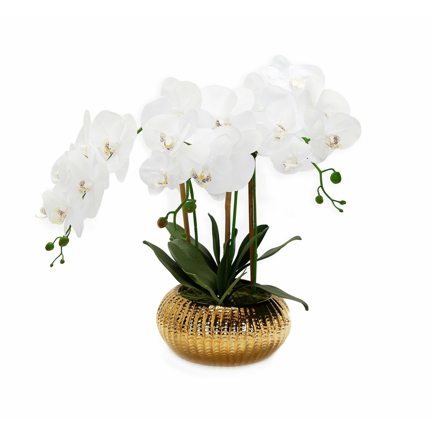 White Orchid plant in Flat Round Gold Hammered Vase