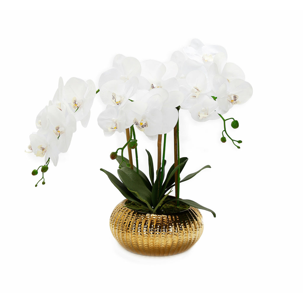 White Orchid plant in Flat Round Gold Hammered Vase - HOUSE OF SHE