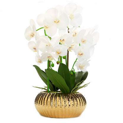 White Orchid plant in Flat Round Gold Hammered Vase  HOUSE OF SHE