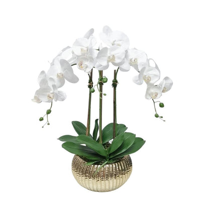 White Orchid plant in Flat Round Gold Hammered Vase  HOUSE OF SHE