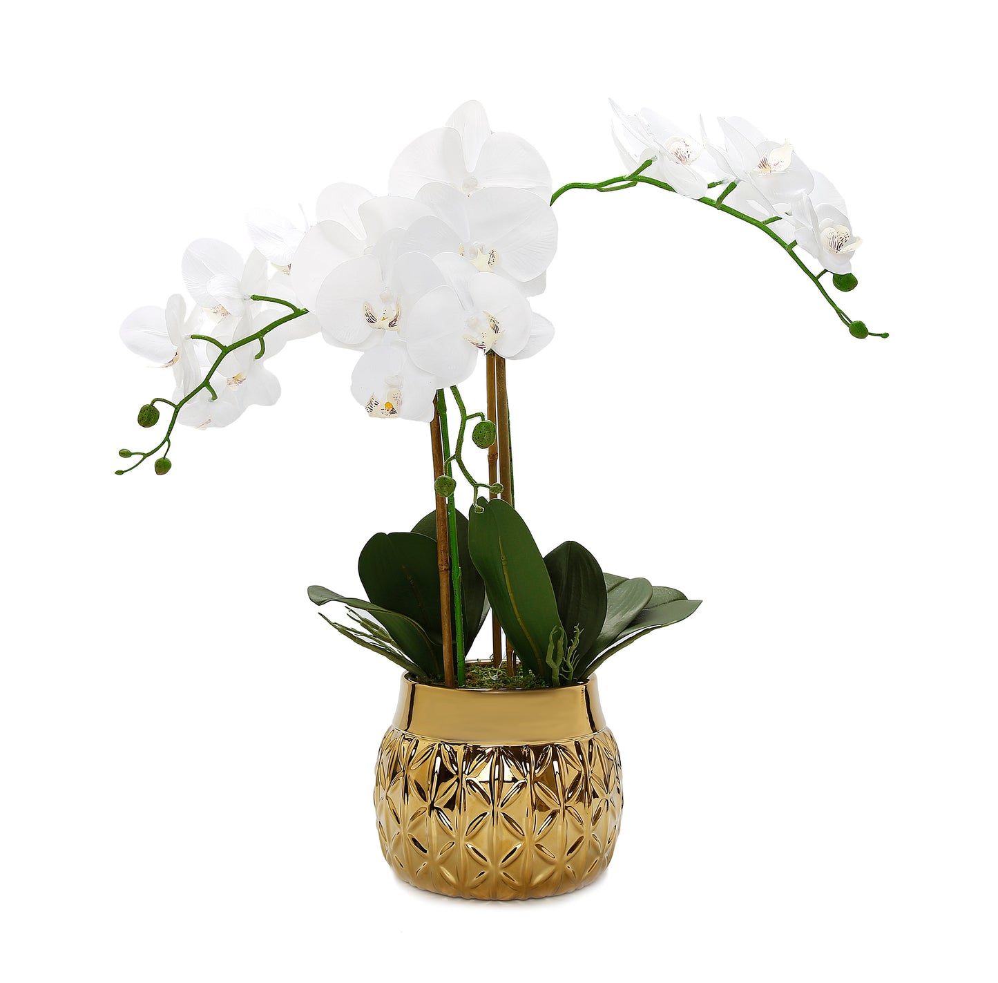 White Orchid Plant in Round Hexagon Design Shiny Gold Vase
