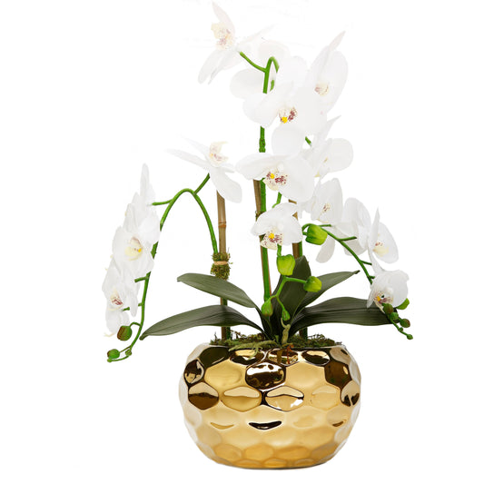 White Orchid Plant in Gold Hammered Vase